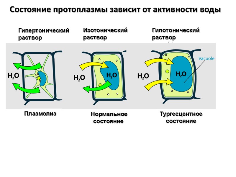 Гипертонический  раствор Состояние протоплазмы зависит от активности воды Изотонический  раствор Гипотонический 